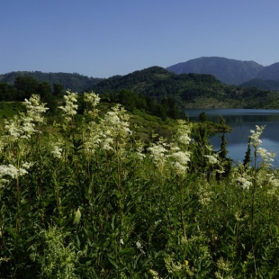 Filipendula ulmaria, Aoos Lake